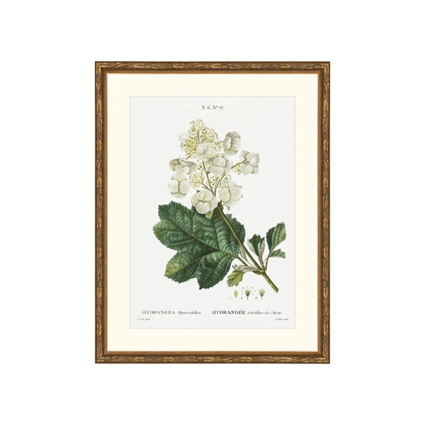 Classic Botanical IV