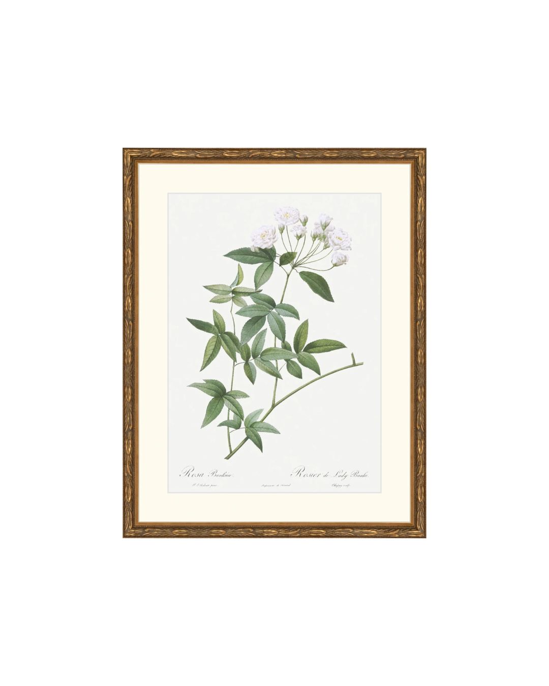 Classic Botanical IX