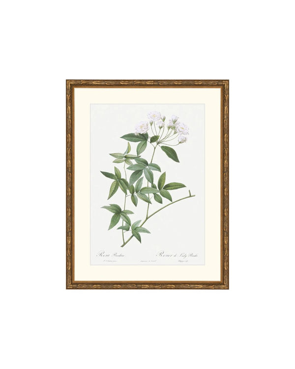 Classic Botanical IX
