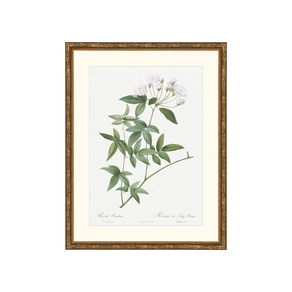 Classic Botanical IX