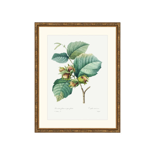 Classic Botanical I