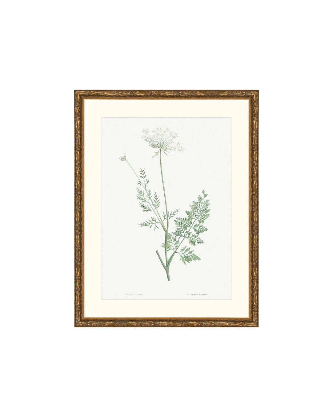Classic Botanical V
