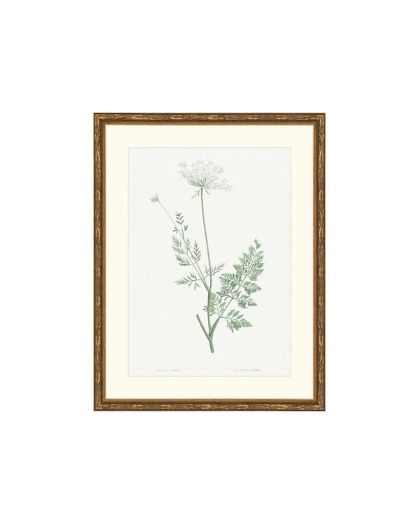 Classic Botanical V