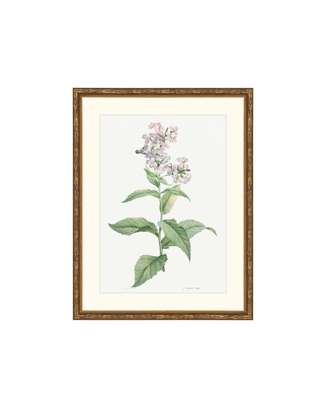 Classic Botanical VI