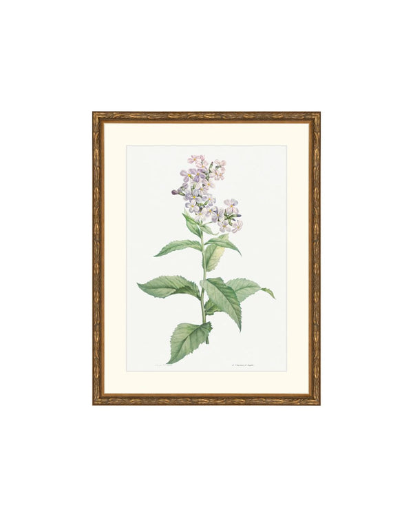 Classic Botanical VI