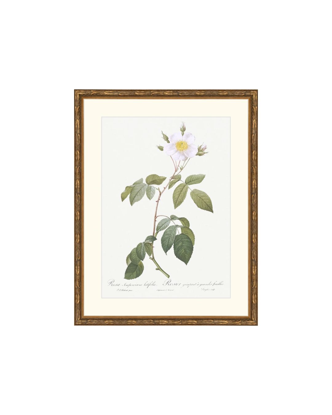 Classic Botanical VII
