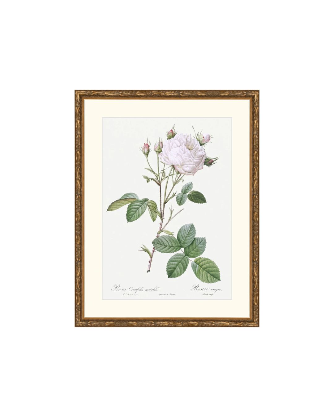Classic Botanical VIII