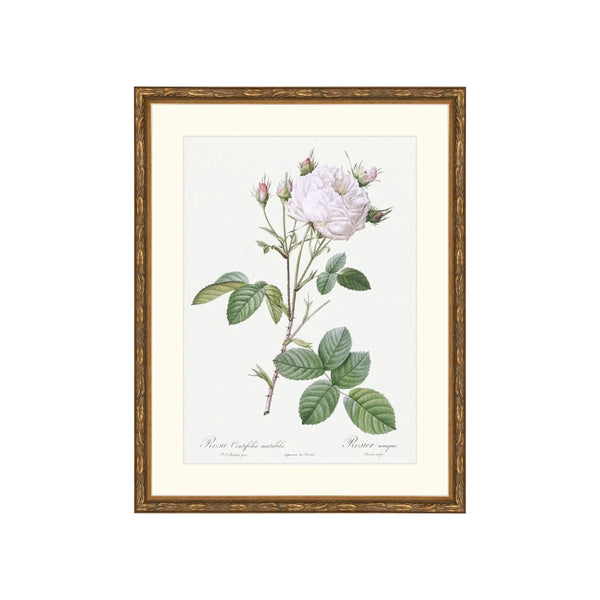 Classic Botanical VIII