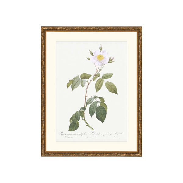 Classic Botanical VII