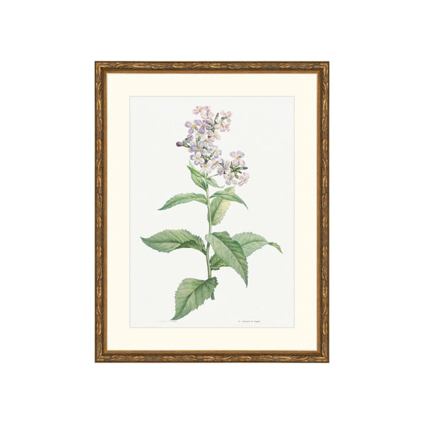 Classic Botanical VI