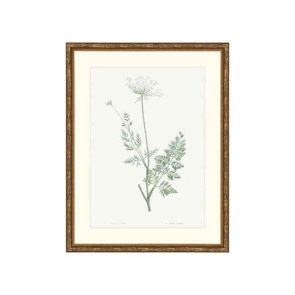 Classic Botanical V
