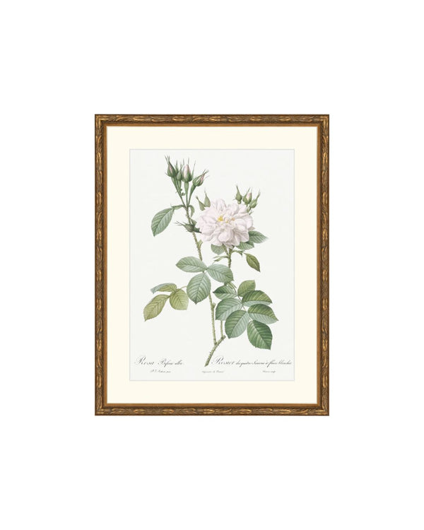 Classic Botanical X