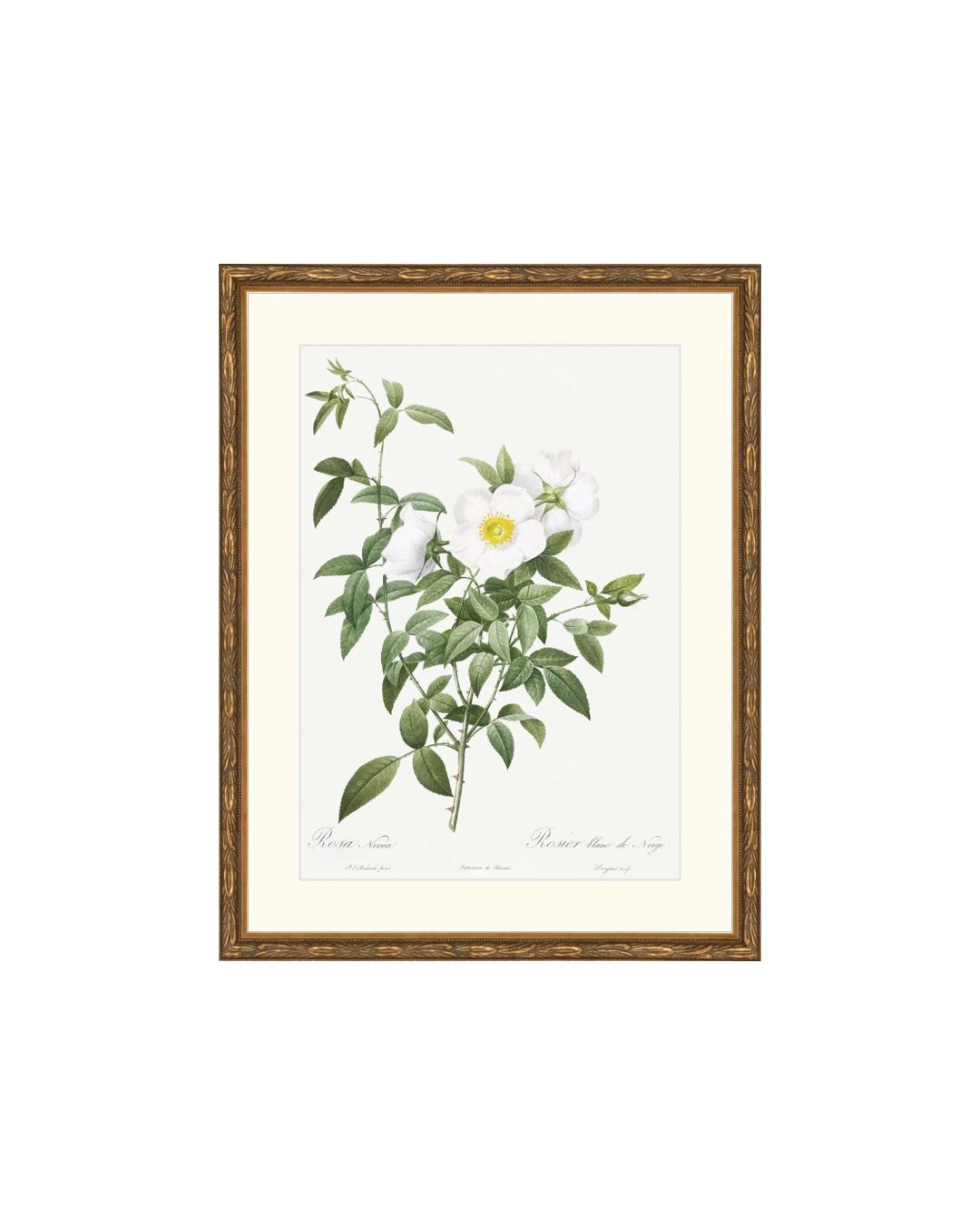 Classic Botanical XI