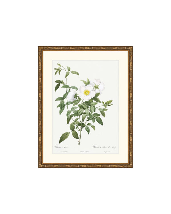 Classic Botanical XI