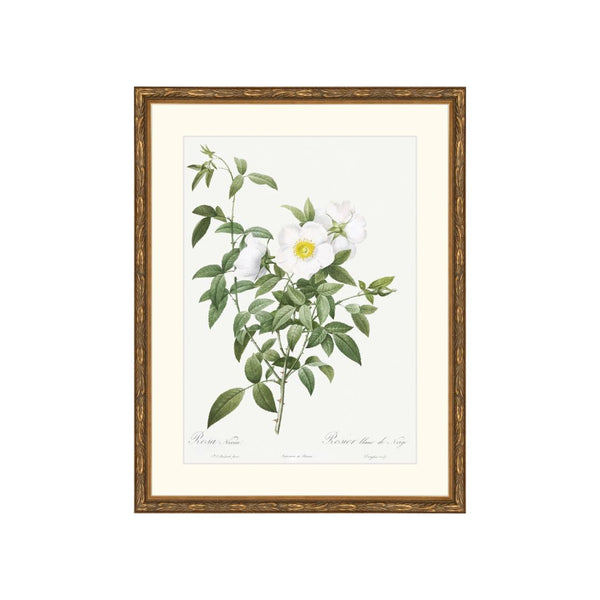 Classic Botanical XI