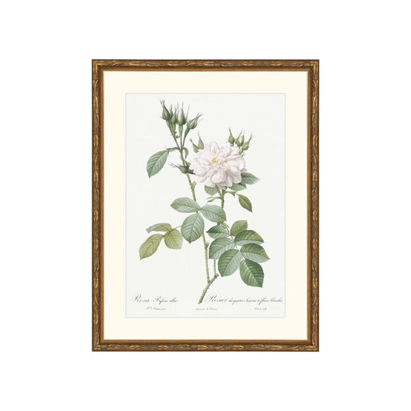 Classic Botanical X