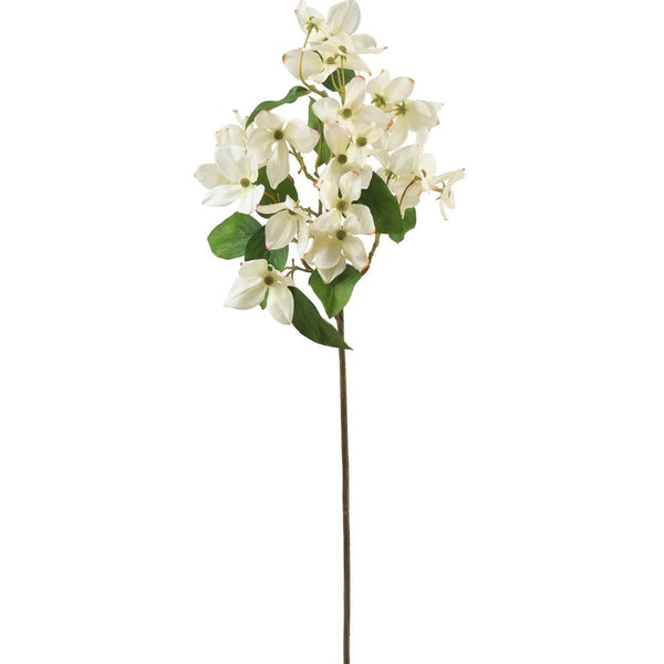 Cream Dogwood Stem