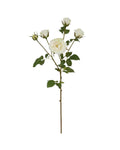 English Rose Stem