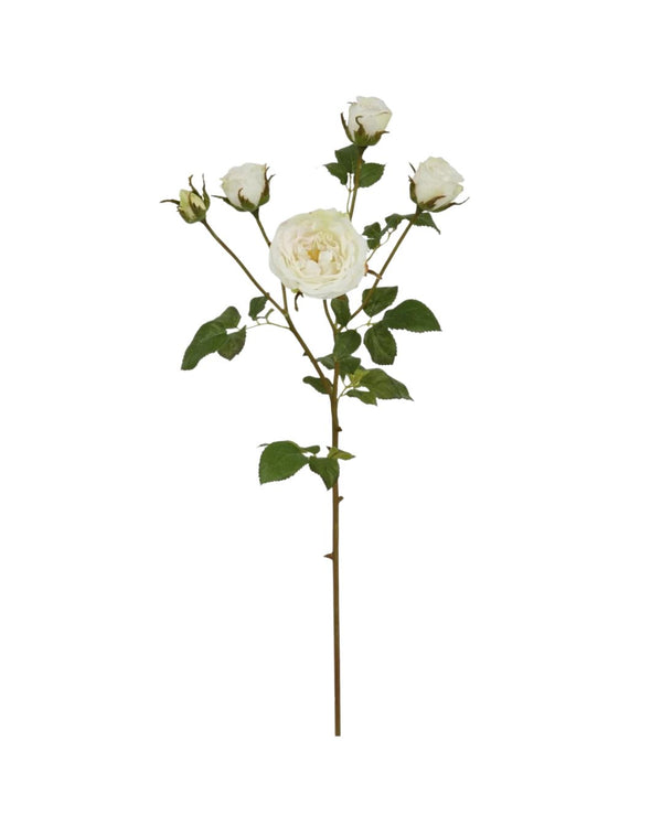 English Rose Stem