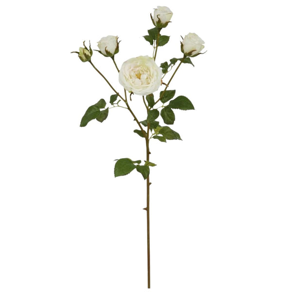 English Rose Stem