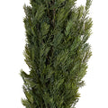 Fir Garland