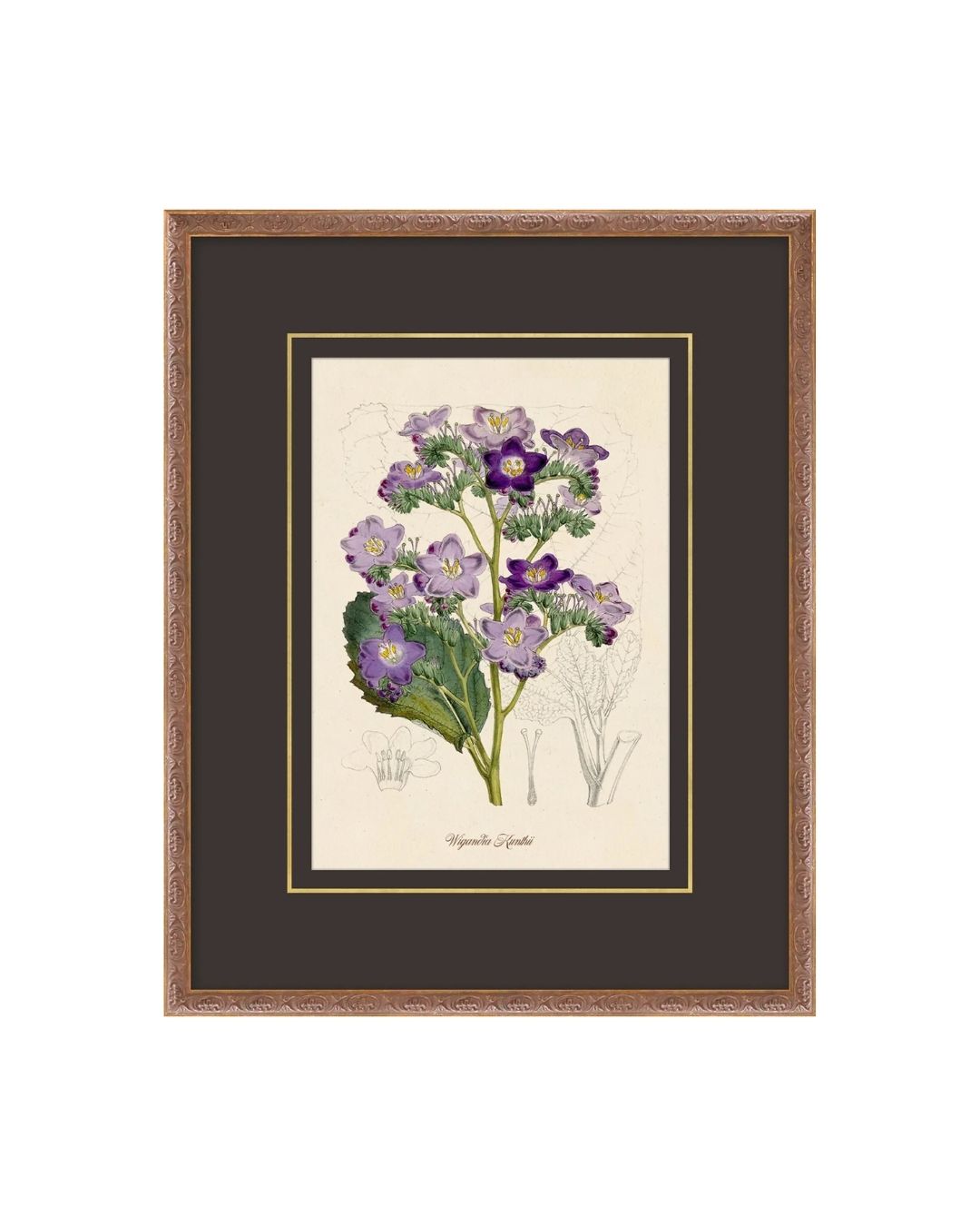 Flora Study I