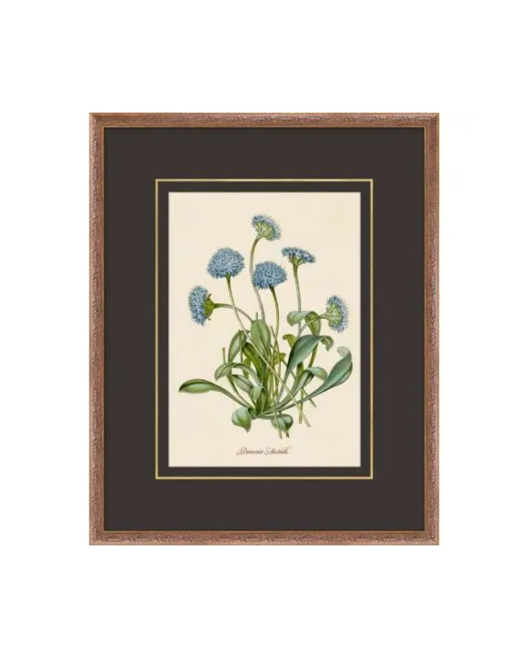 Flora Study III