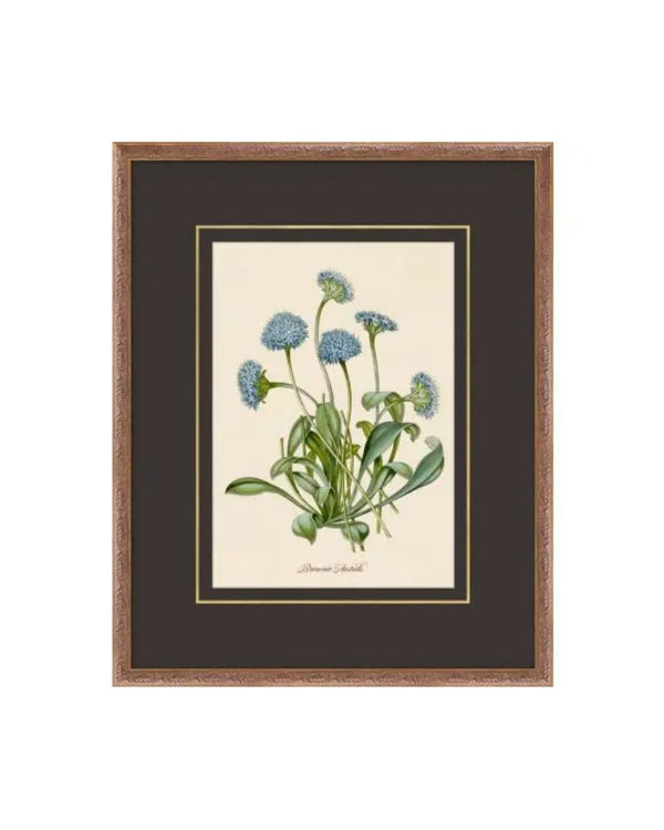 Flora Study III