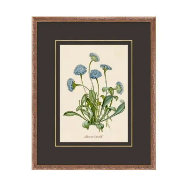 Flora Study III