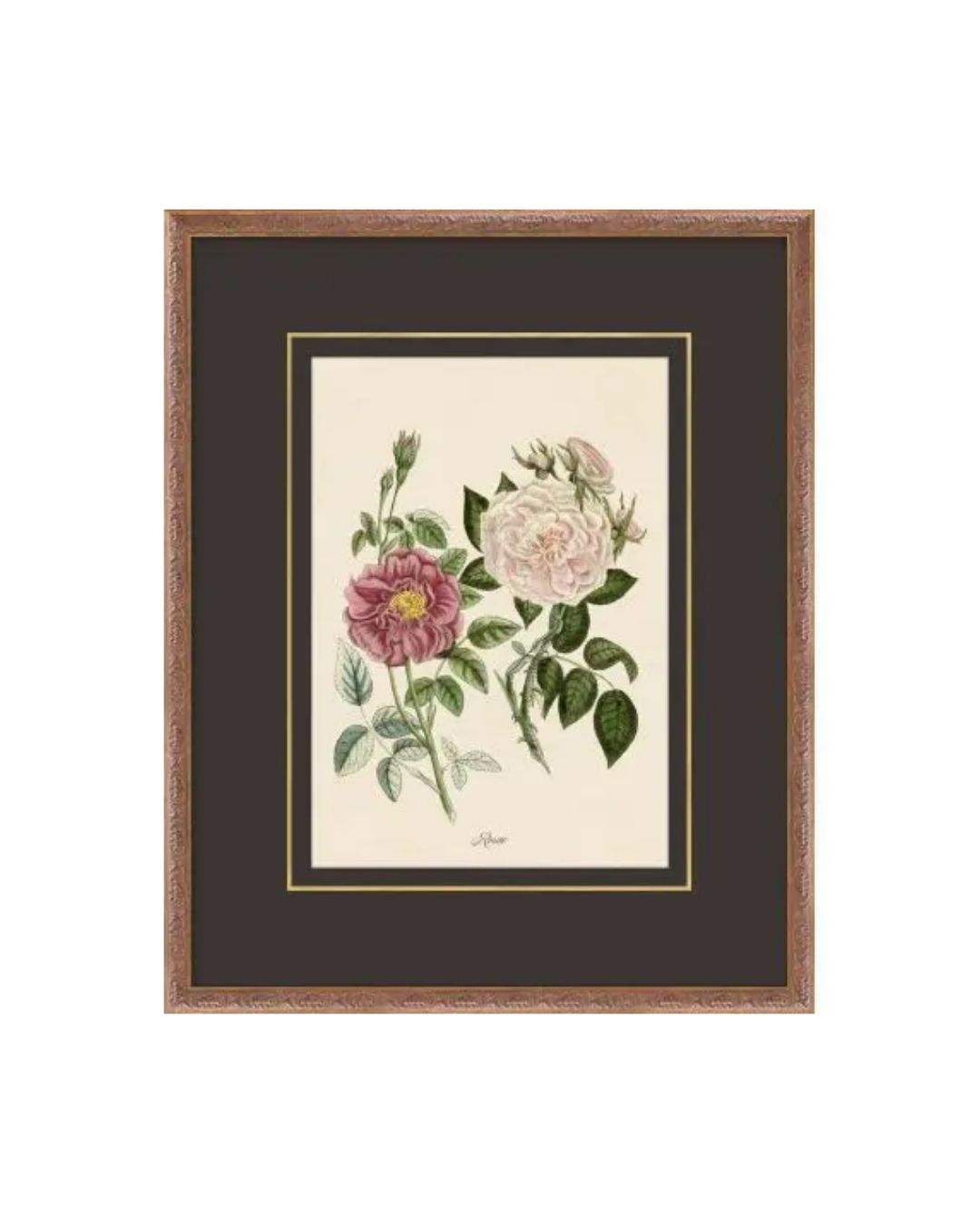Flora Study VI