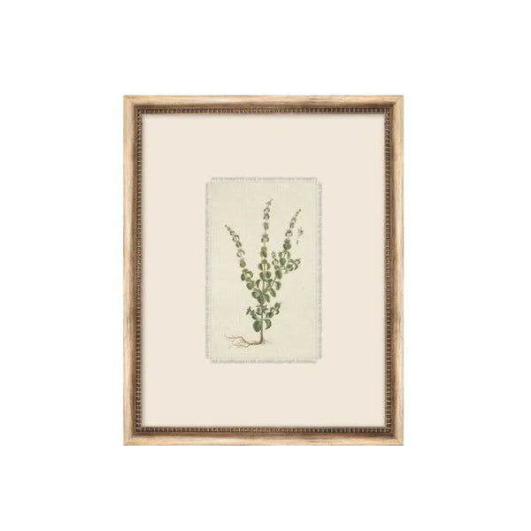Treillage Botanical VI