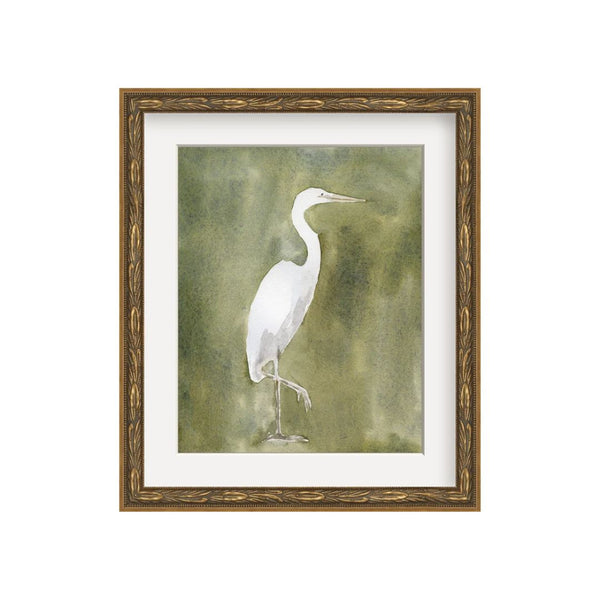 Garden Heron