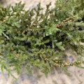 Seeded Juniper Berry Wreath