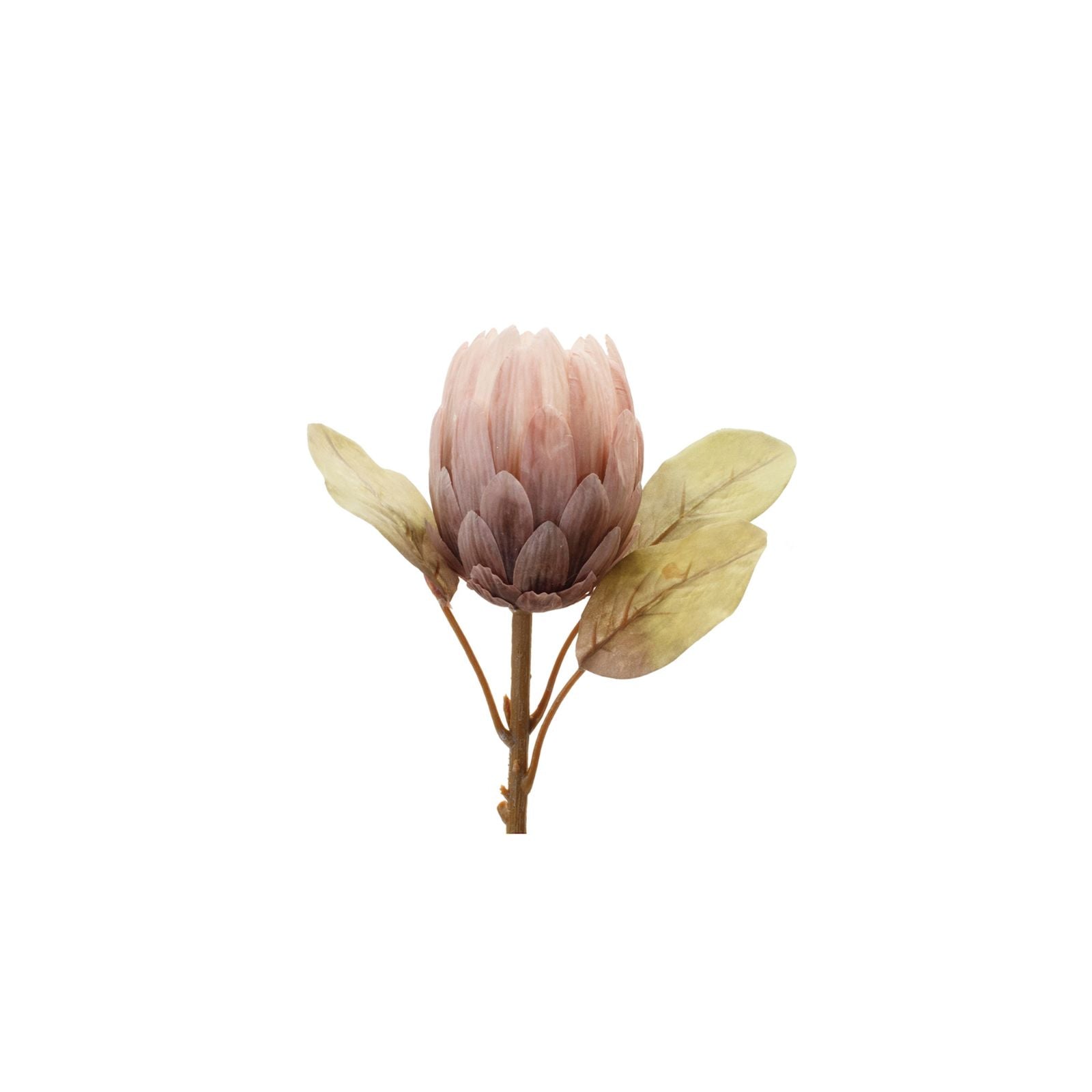 Mauve Protea Stem