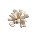 Natural Coral Figurine