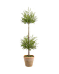 Oversized Myrtle Double Topiary