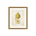 Pear Study