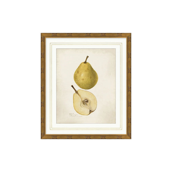 Pear Study