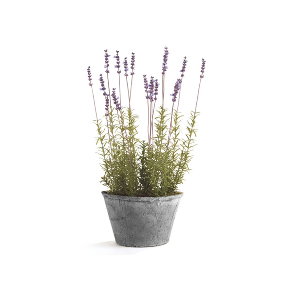 Potted French Lavender