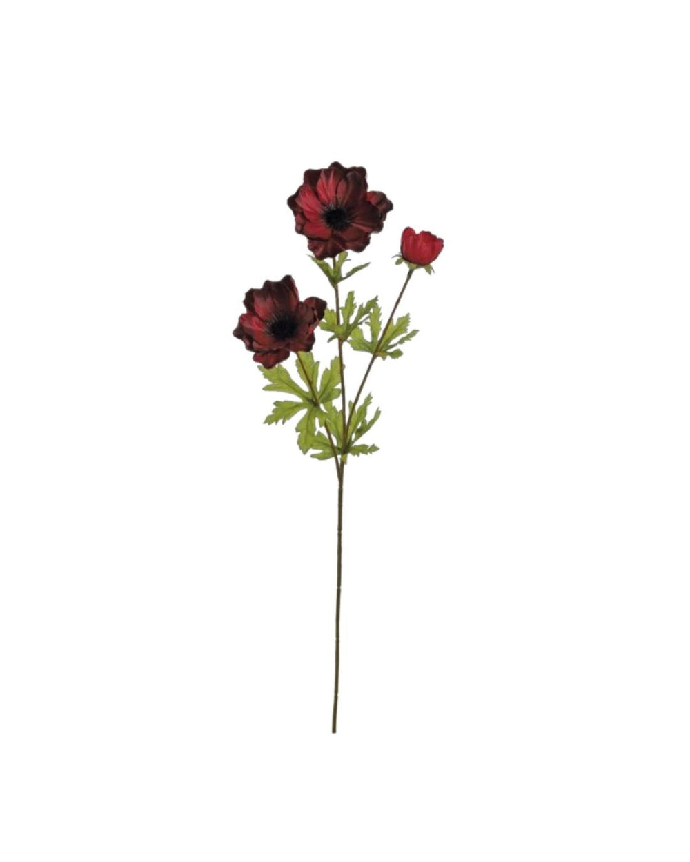 Burgundy Anemone Flower Stem