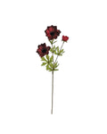 Burgundy Anemone Flower Stem