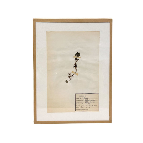 Pressed Botanical with Hook IX