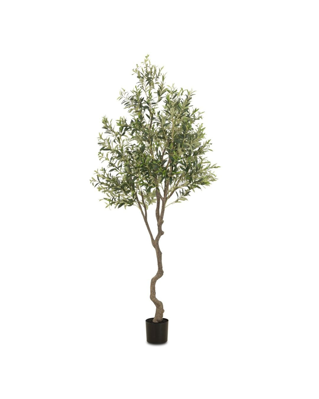 Terra Olive Tree - Tall