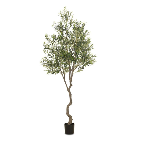 Terra Olive Tree - Tall