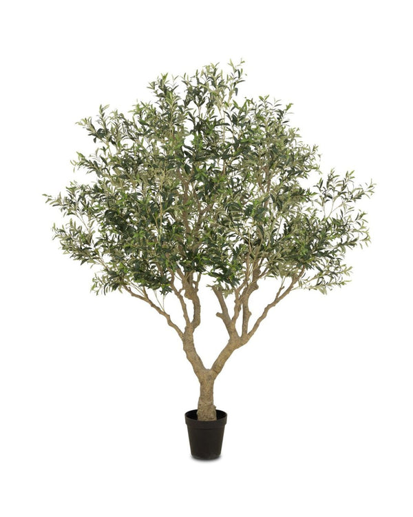 Terra Olive Tree - Wide