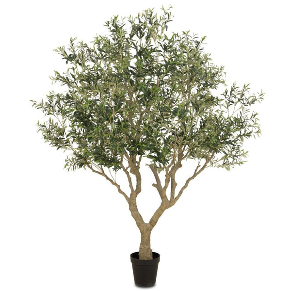 Terra Olive Tree - Wide