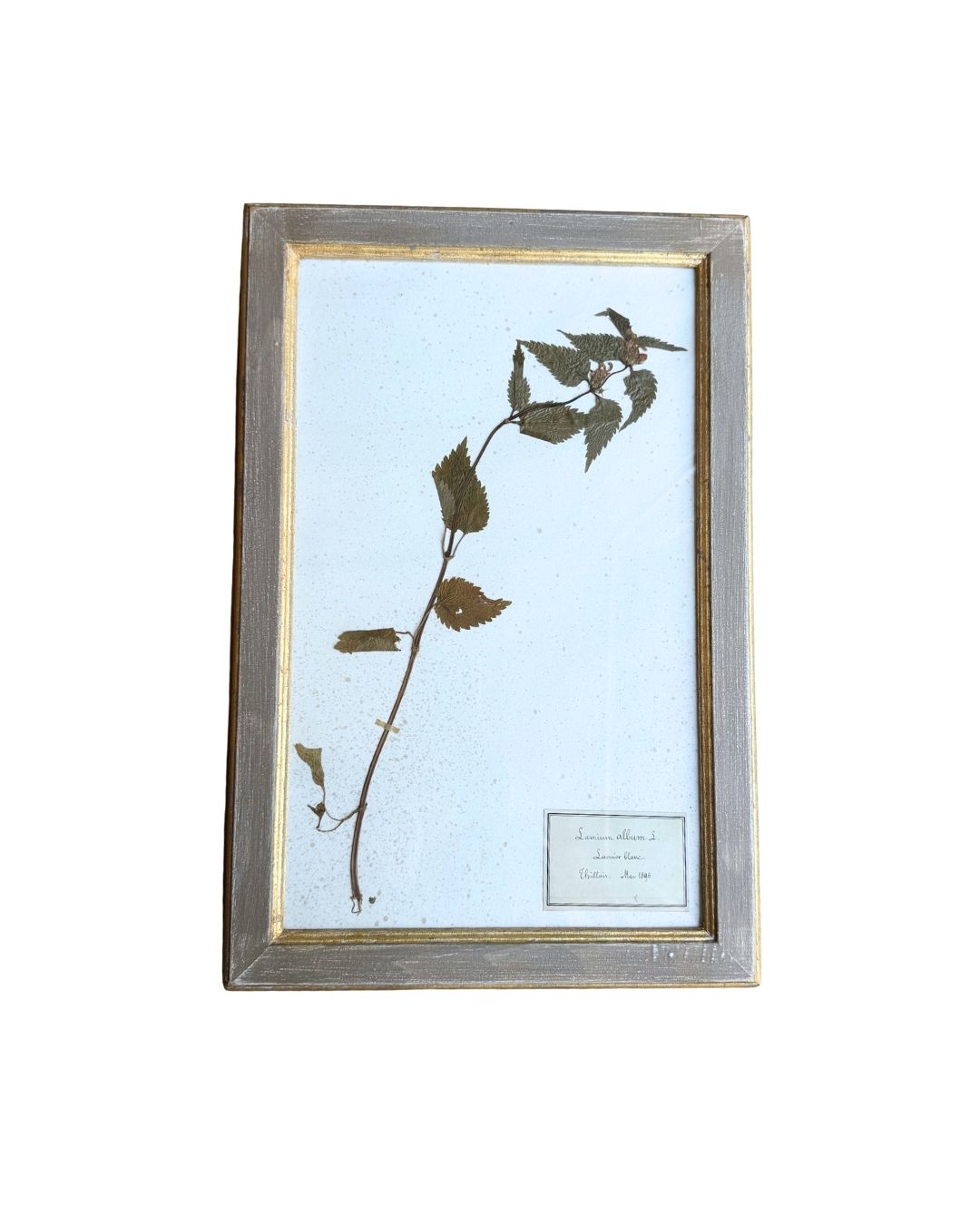 Vintage Botanical I