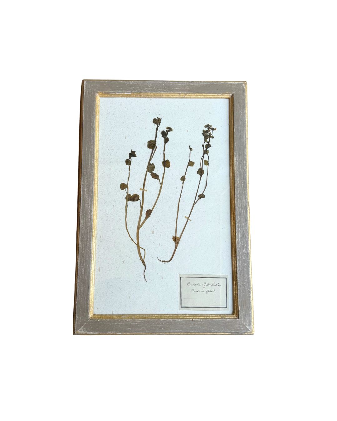 Vintage Botanical II