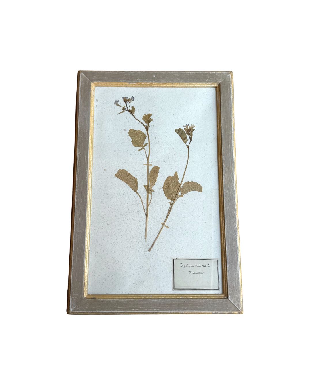 Vintage Botanical III