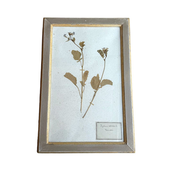 Vintage Botanical III